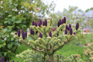 Abies koreana Blue Emperor 1