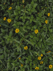 yellow flowers background aesthetic image