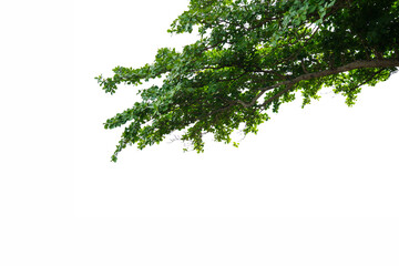 green tree branch isolated on white background. This has clipping path.
