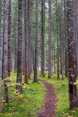 Obraz premium Capture the tranquil beauty of Lake Lauenen in the Bernese Oberland during autumn. The lake's emerald waters mirror the vibrant hues of surrounding forests, where golden larches and fiery maples