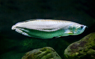 Arapaima or piraruku (Latin: Arapaima gigas) with a long body against the background of the seabed....