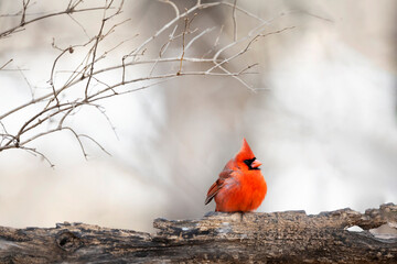 cardinal sitting on log