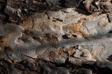 closeup of bark detail