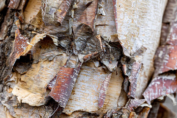 yellow birch bark pattern