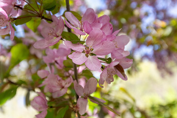 crabapple blossoms in spring