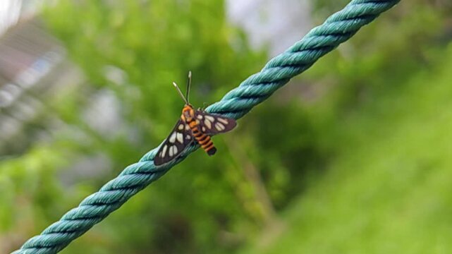 Close up of wasp moth taking flight