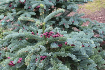 Abies_procera_'Procumbens'_01.JPG