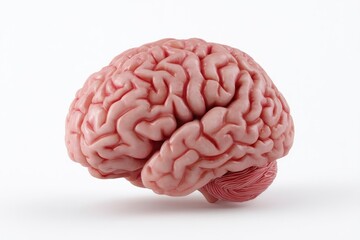 Human Brain: Detailed Anatomical Study in Neutral Hues