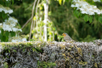 European robin (Erithacus rubecula) sitting on a dense green bush in Zurich, Switzerland
