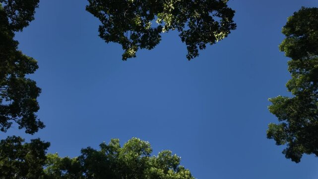 trees in the sky