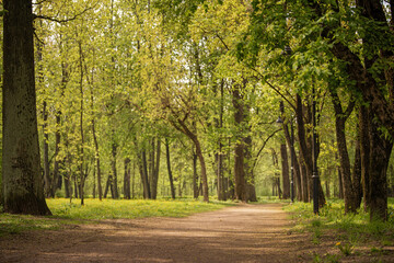 quiet path in a sunny spring park with lush green foliage