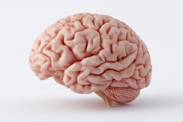 Human Brain: A Detailed Anatomical Study in Soft, Neutral Tones