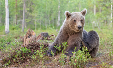 Fototapeta premium Brown bear scratches insect bites in a serene forest setting showcasing nature's wildlife interactions and behaviors