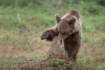 Brown bear is actively foraging in a lush forest clearing, using its paw to investigate a tree stump