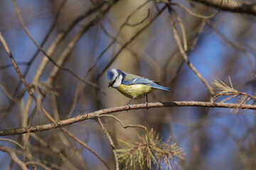 Mésange bleue (Cyanistes caeruleus)
Cyanistes caeruleus in its natural element