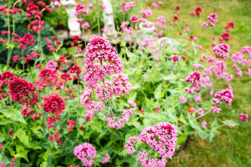 Beautiful colony of Red Valerian also known as Jupiters beard seen in a summer garden near a pond setting. The plants are a member of the herb family.