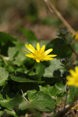 Ficaire fausse-renoncule (Ranunculus ficaria) --- Renoncule ficaire (Ficaria verna)
Ranunculus ficaria - Ficaria verna in flower
