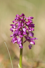 Orchis mâle (Orchis mascula)
 Orchis mascula in flower
