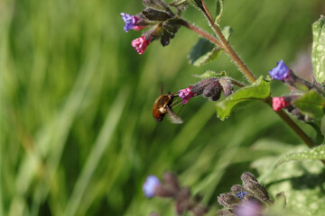 Bombyle (Bombylius major)
Bombylius major in its natural element
