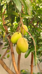 mangoes fruit hanging from the tree trunk 6