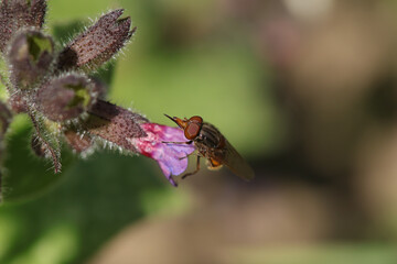 Rhingie champêtre (Rhingia campestris)
Rhingia campestris on an unidentified flower or plant

