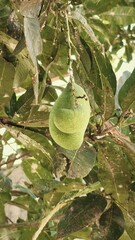 mangoes fruit hanging from the tree trunk 3