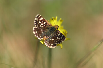 Hespérie des sanguisorbes (Spialia sertorius)
Spialia sertorius in its natural element

