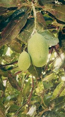 mangoes fruit hanging from the tree trunk 2