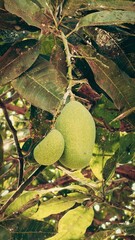 mangoes fruit hanging from the tree trunk 1