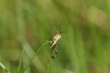 Mouche scorpion (Panorpa germanica)
Panorpa germanica in its natural element
