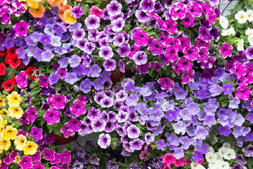 Bright blooming petunias of different colors. Petunia blossoms. Decorating the outdoor space with flowers.