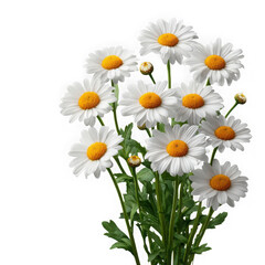 Fototapeta premium White daisies bouquet isolated on transparent background