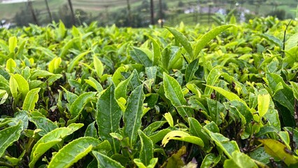 Tea gardens estates near Ooty .tea plantations in hill stations.Lush Green Ooty Tea Gardens on Rolling Hills Under Clear Blue Sky.Tea leaves closeup.