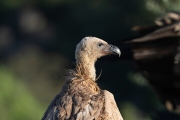Portrait of Eurasian griffon vulture - Gyps fulvus fulvus at dark green background. Photo from Sierra de Gredos Mountain in Spain.