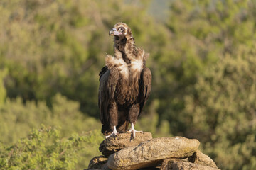 Cinereous vulture, black vulture, Eurasian black vulture, monk vulture - Aegypius monachus on rock at green background. Photo from Sierra de Gredos Mountain in Spain. Near-threatened specie.