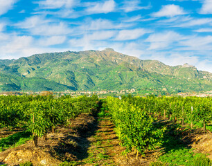 Naklejka premium green spring garden landscape with beautiful mountaind and clouds on background. Agricultural landscape of spring or summer fruit farm in outdoor during sunset or sunrise.