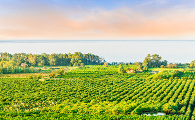 spring season green landscape of green garden field and meadow in a hill countryside with young trees and beautiful sunset sky on background