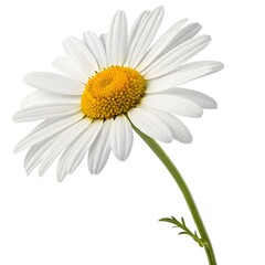 Fototapeta premium One daisy white background top view high-resolution