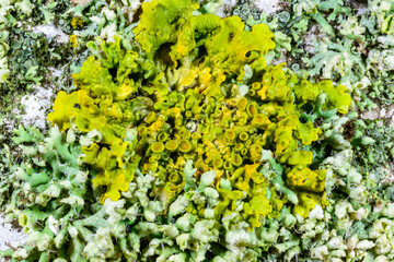 Close-up of different types of crustose lichens growing on wet tree branches near the Black Sea in Odessa