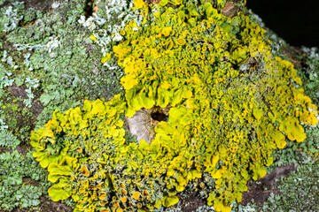 Close-up of different types of crustose lichens growing on wet tree branches near the Black Sea in...