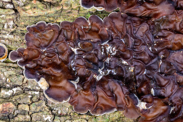 Auricularia mesenterica - saprophytic fungus growing on an old tree stump