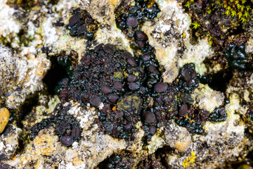 Black crustose lichen with reproductive organs growing on coastal rocks near the Black Sea