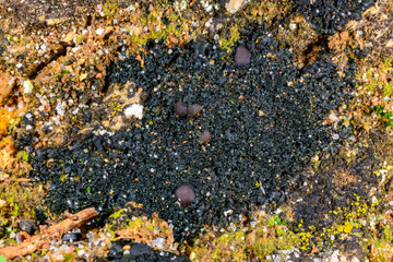 Black crustose lichen with reproductive organs growing on coastal rocks near the Black Sea, Ukraine...