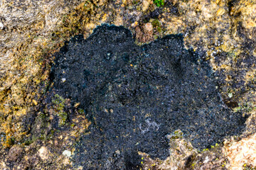 Black crustose lichen with reproductive organs growing on coastal rocks near the Black Sea