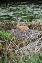 Sandhill Crane
