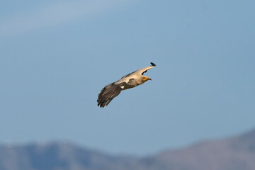 Egyptian vulture, white scavenger vulture, pharaoh's chicken - Neophron percnopterus  in flight with spanned wings with blue sky in background. Photo from Sierra de Gredos Mountain in Spain.
