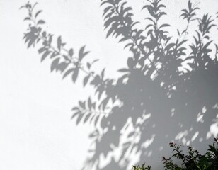 Delicate leaf shadows dance on a textured white wall creating a serene botanical pattern