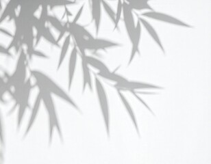 Fototapeta premium Delicate Willow Branch Shadow Play on a Clean White Surface