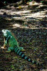 Colorful Iguana