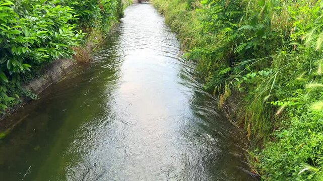 ruscello e vegetazione con suono dell'acqua ed uccelli 